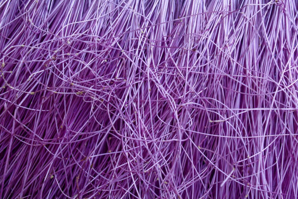 istockphoto 1923282721 612x612 1