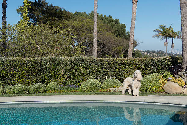 How to Design a Pet-Friendly Backyard in Los Angeles 1 istockphoto 532353075 612x612 1